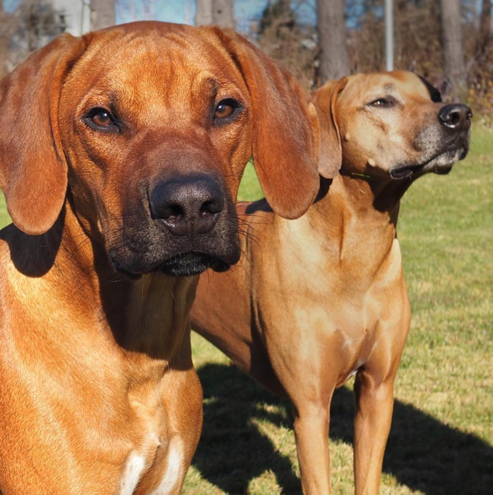 Two brown dogs standing in a grassy area with trees in the background